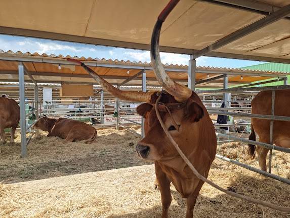 CNEMA - Centro Nacional de Exposições